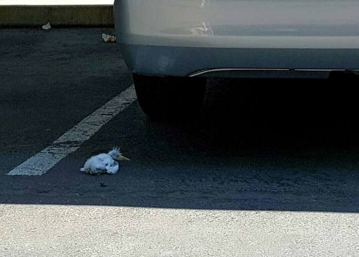 Injured baby egret sitting on pavement behind a vehicle